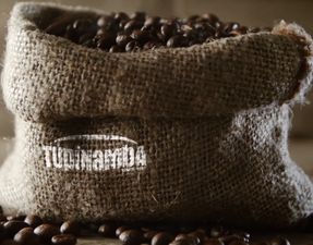 TUPINAMBA