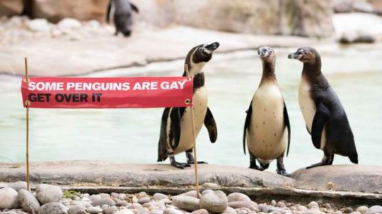 wwf pr kampanyası